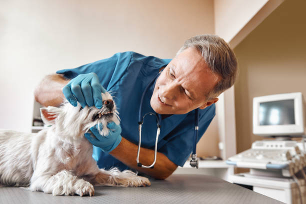 Best Emergency Dental Care for Sports Injuries in Morganfield, KY